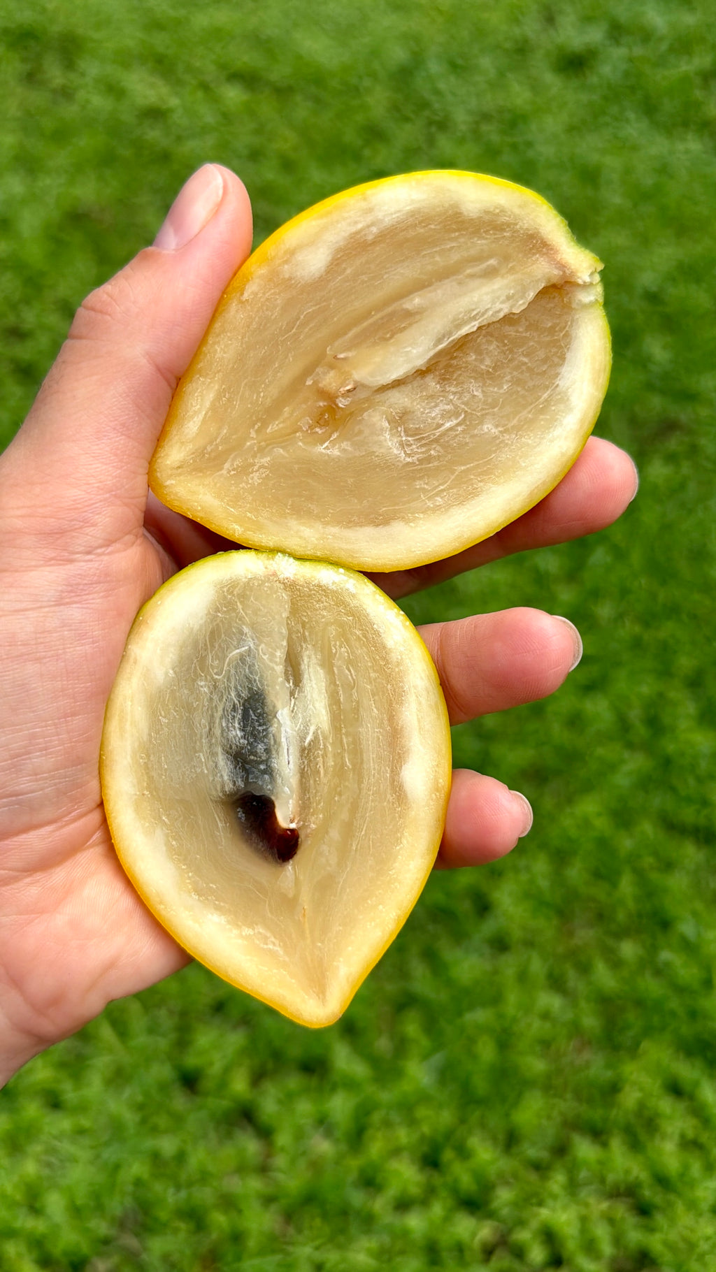 Abiu "Yellow Caimito" Box