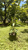 Key West Mamey Potted Tree