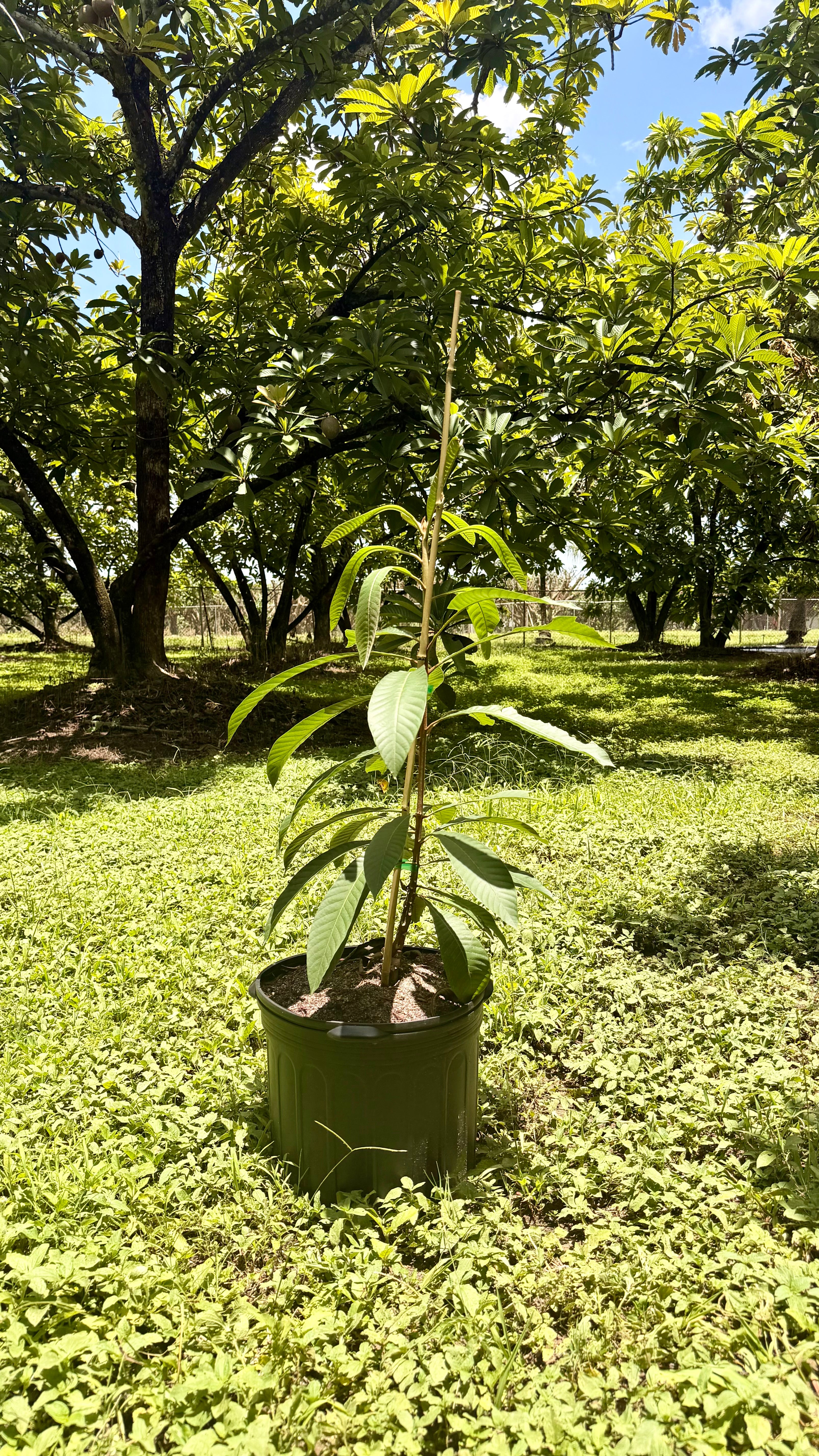 Key West Mamey Potted Tree
