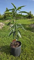Mallika Mango Potted Tree