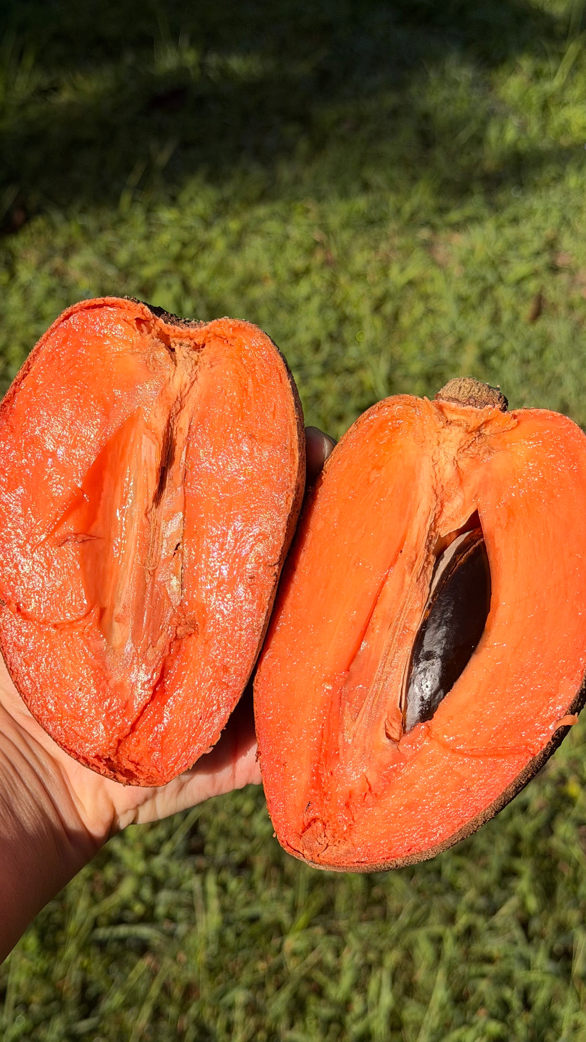 Key West Mamey Sapote Box