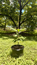 Mamey Magaña Potted Tree