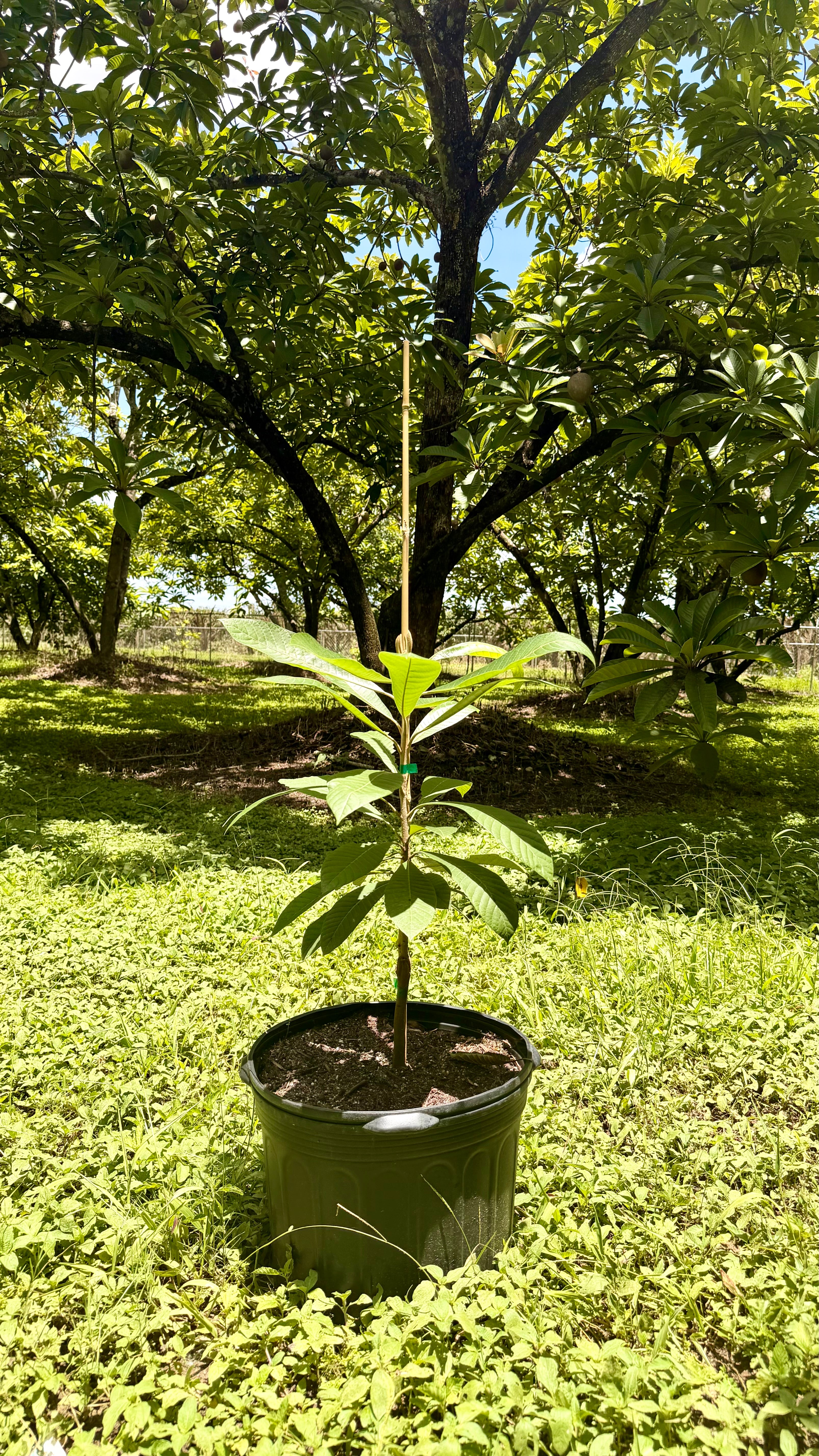 Mamey Magaña Potted Tree