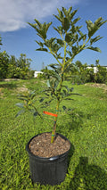 Mexicola Avocado Tree