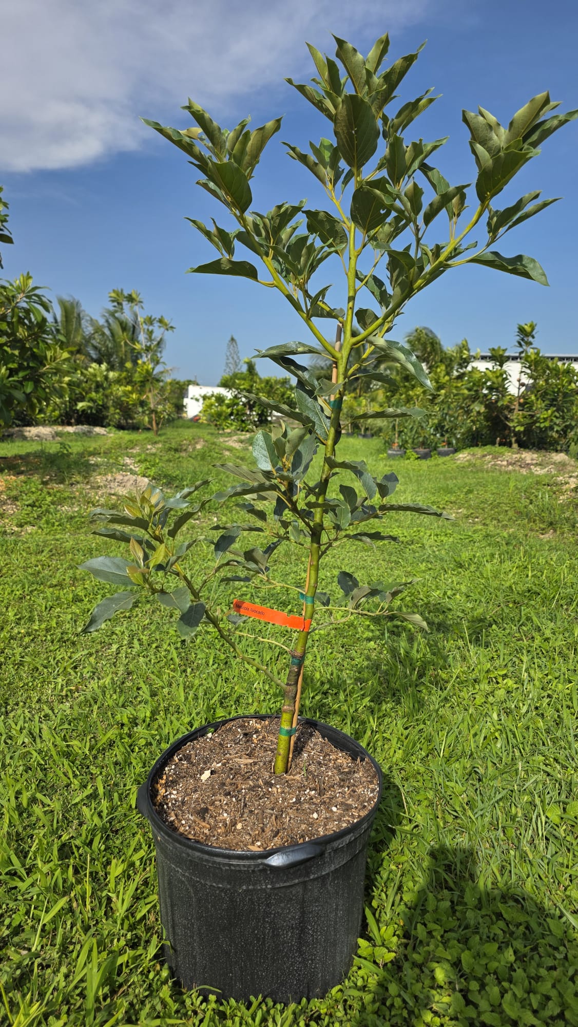 Mexicola Avocado Tree