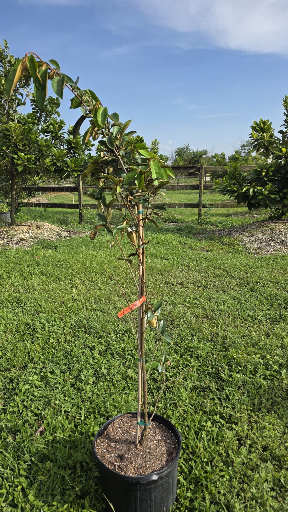 Purple Star Apple (Caimito) Tree