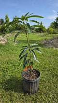 Tommy Atkins Mango Potted Tree