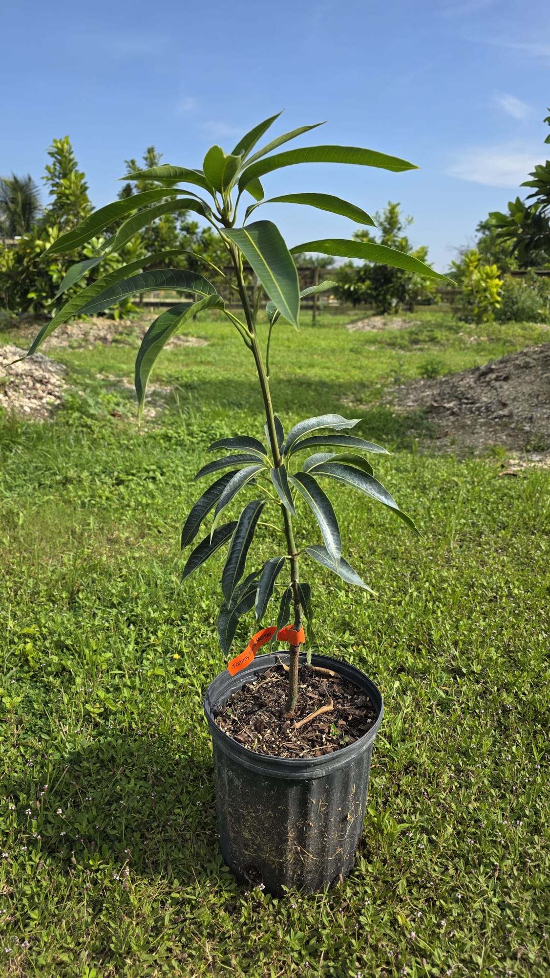 Tommy Atkins Mango Potted Tree