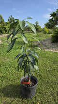 Valencia Pride Mango Potted Tree