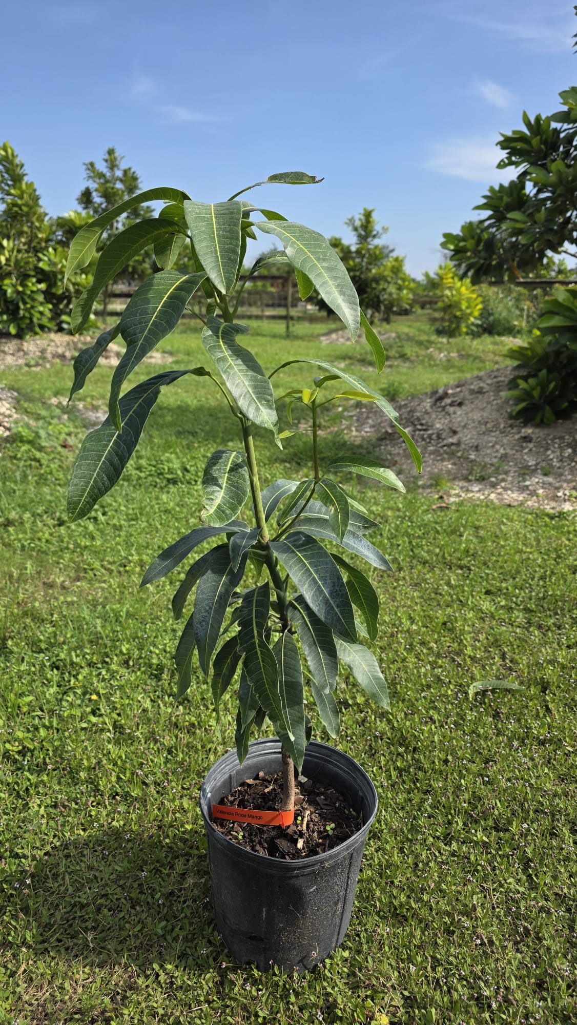 Valencia Pride Mango Potted Tree