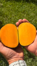 Alphonso Mango Box