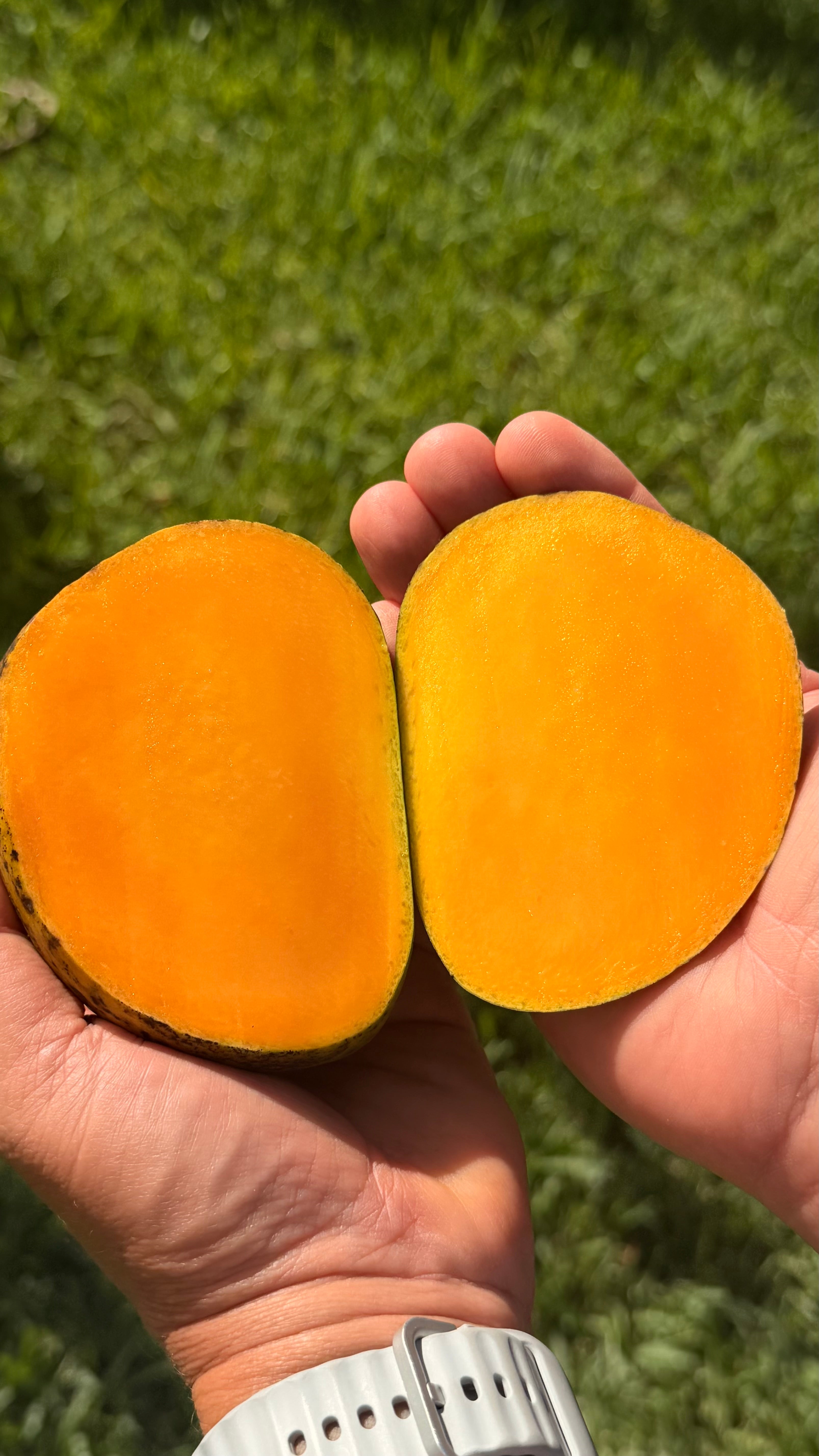 Alphonso Mango Box