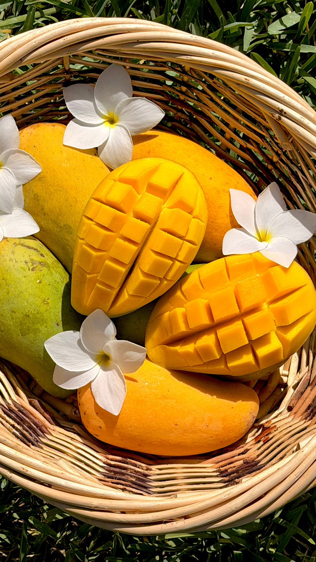 Hindi Basenara Mango Box