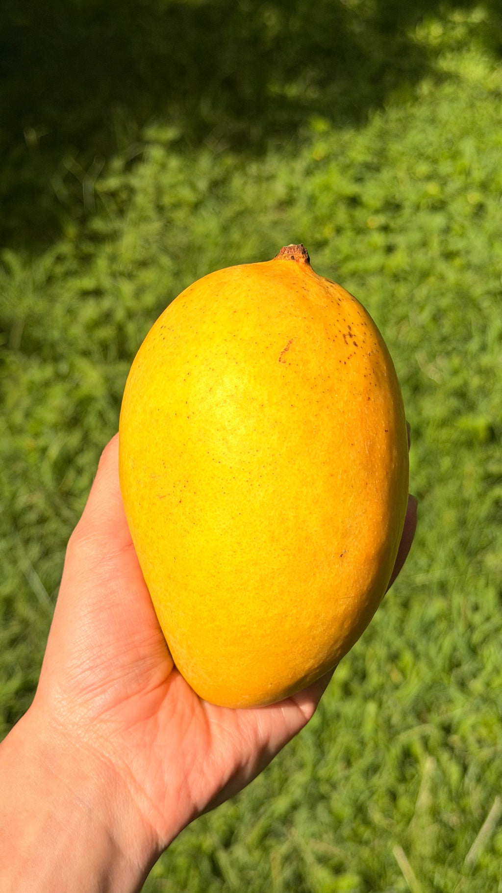 Lemon Zest Mango Box