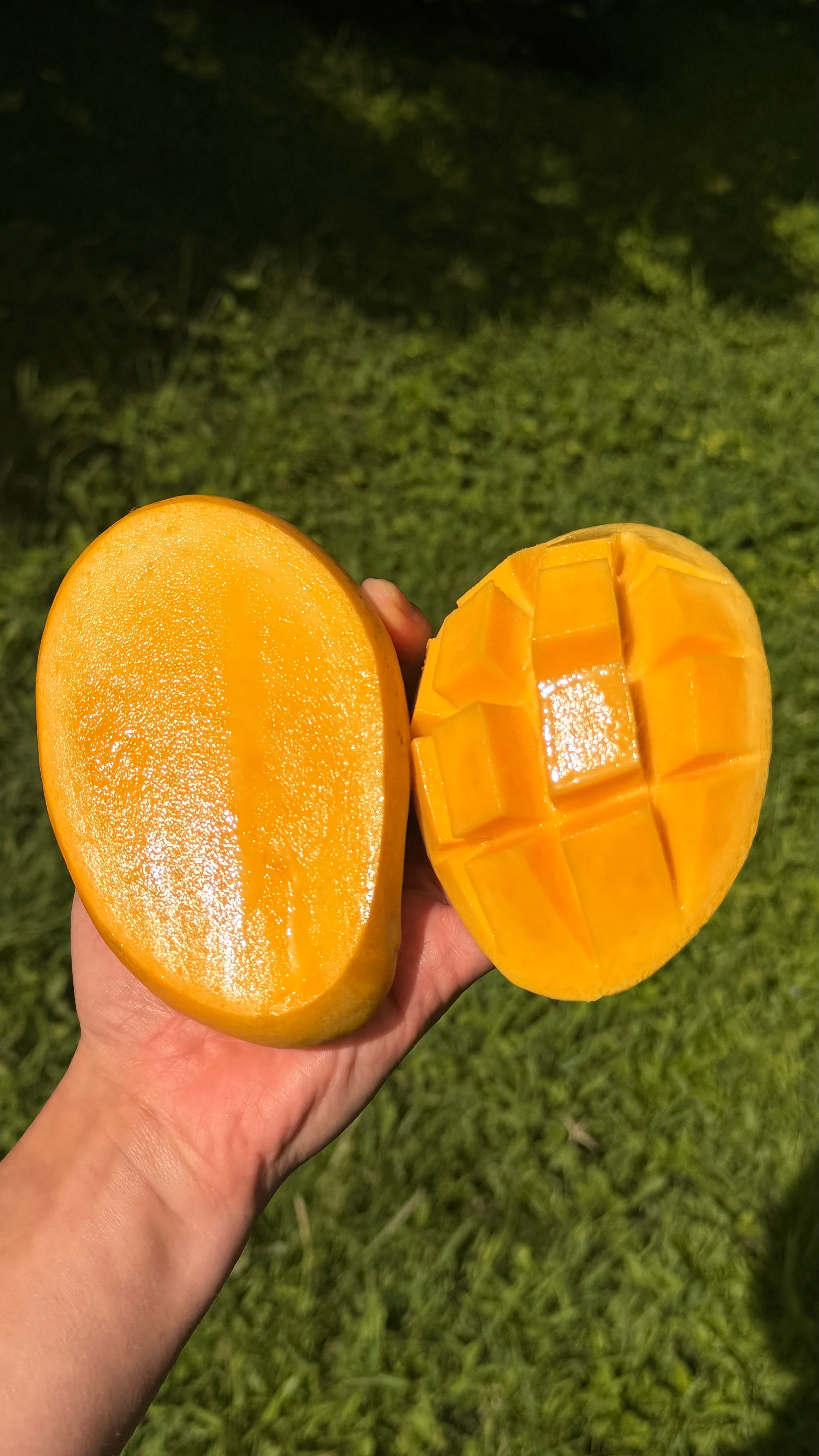 Lemon Zest Mango Box