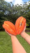Mamey Magaña Sapote Box