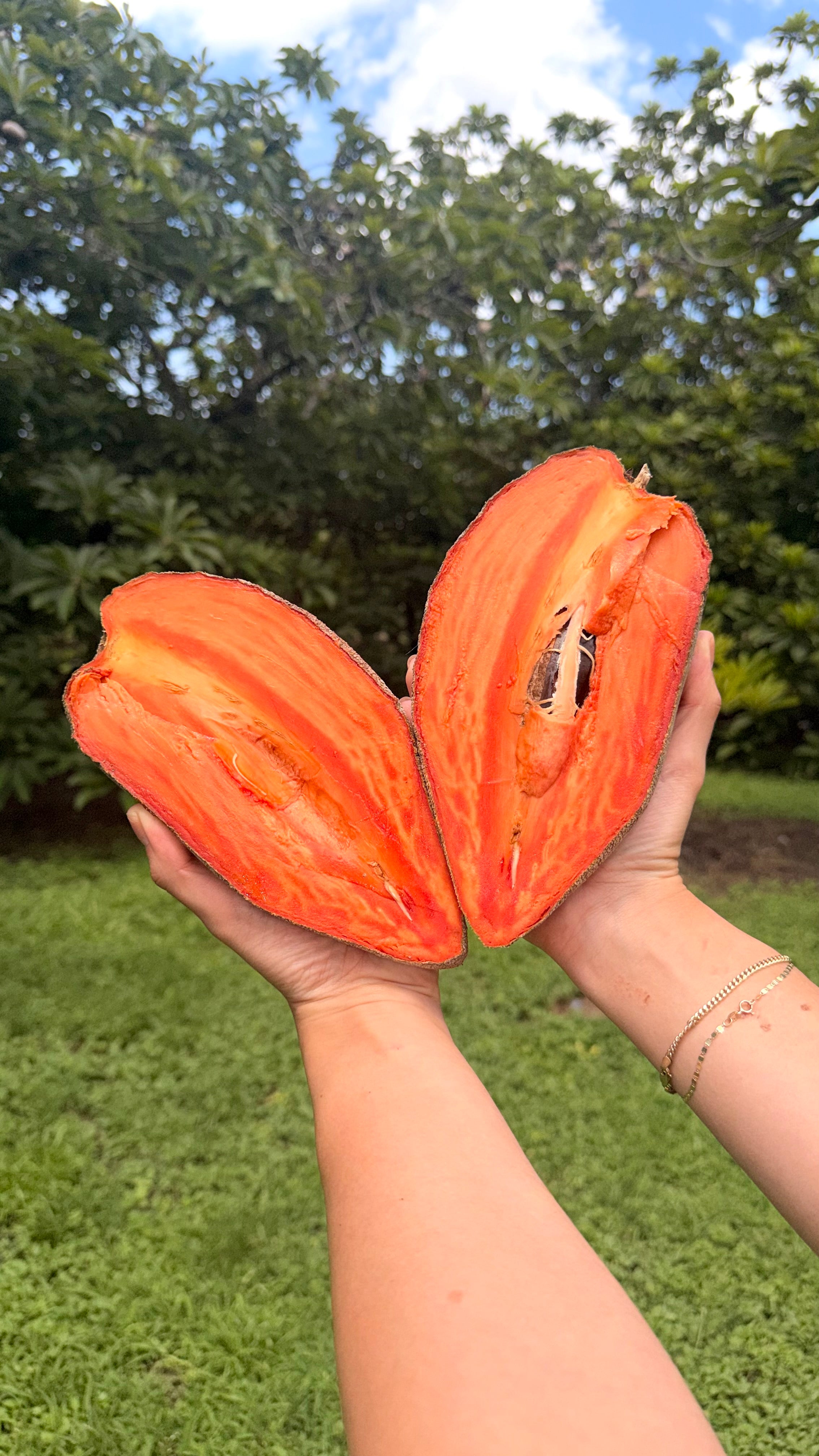 Mamey Magaña Sapote Box