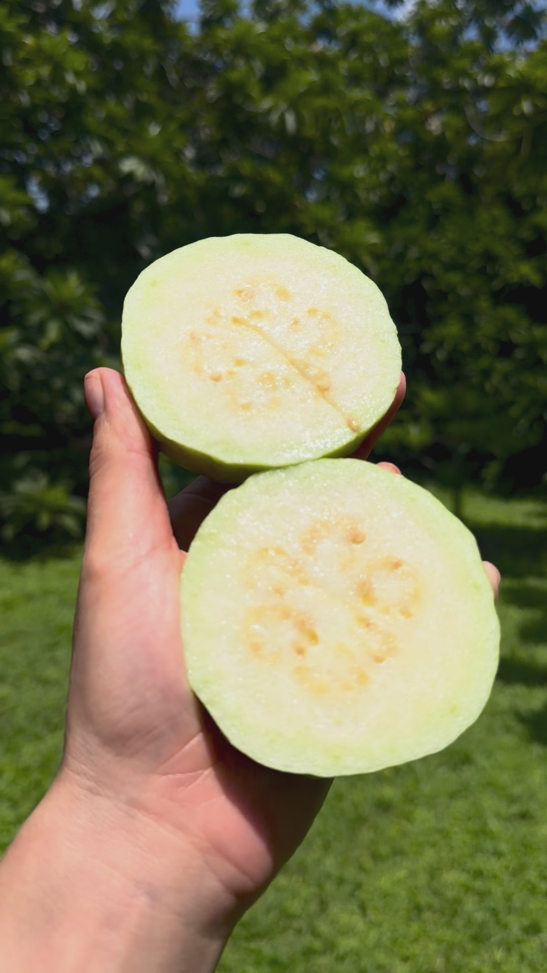 White Guava Box