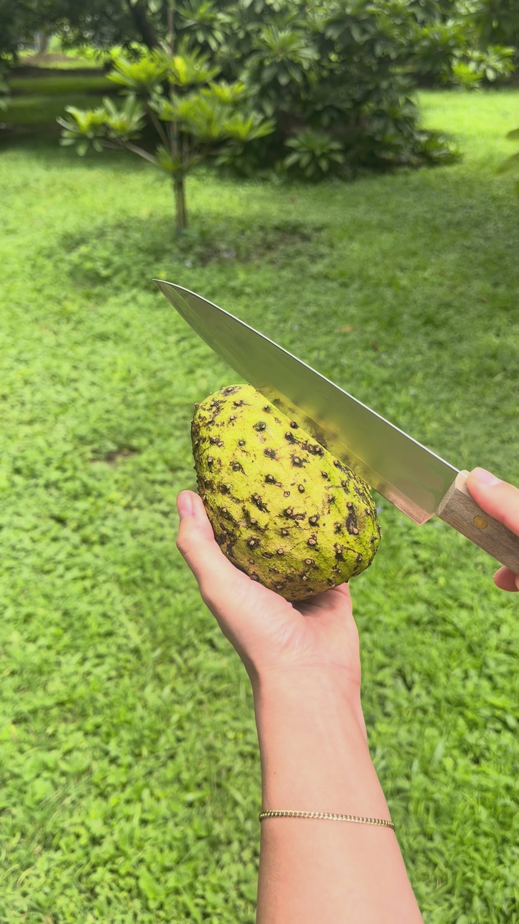 Premium Soursop (Guanabana) Box