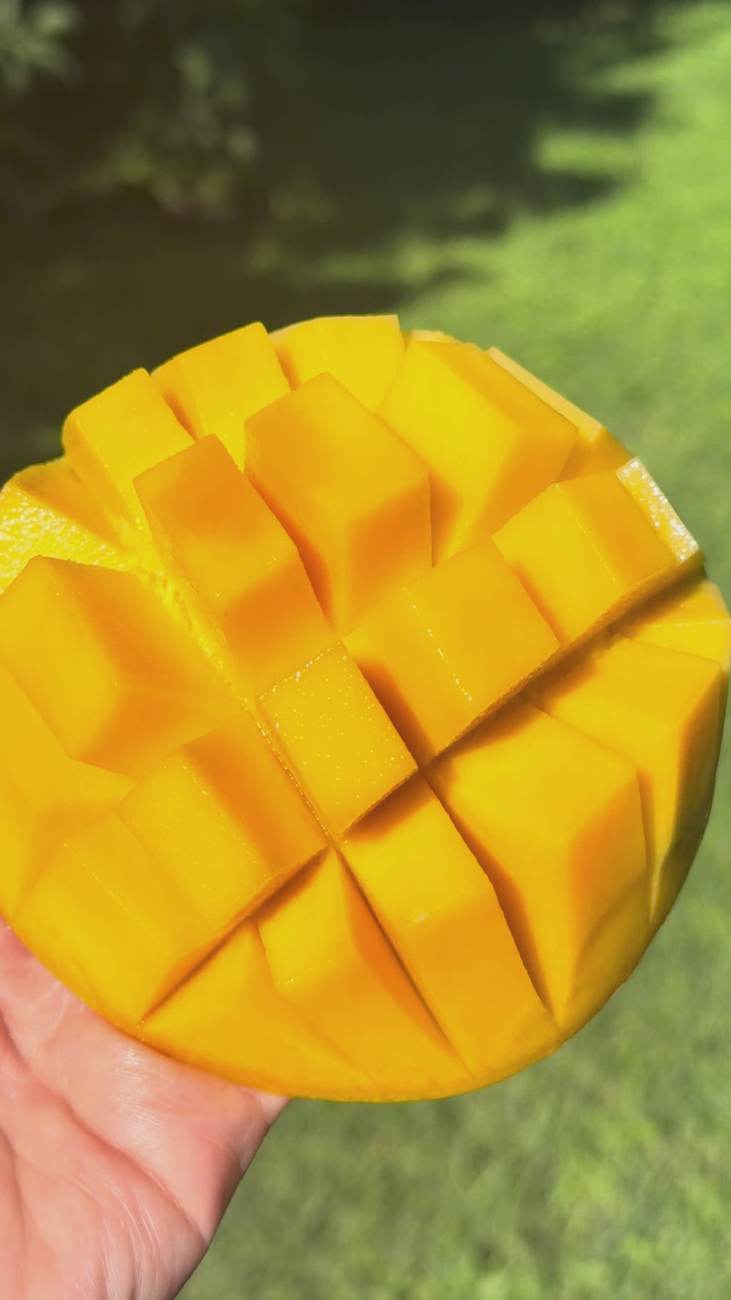 Zillate Mango Box