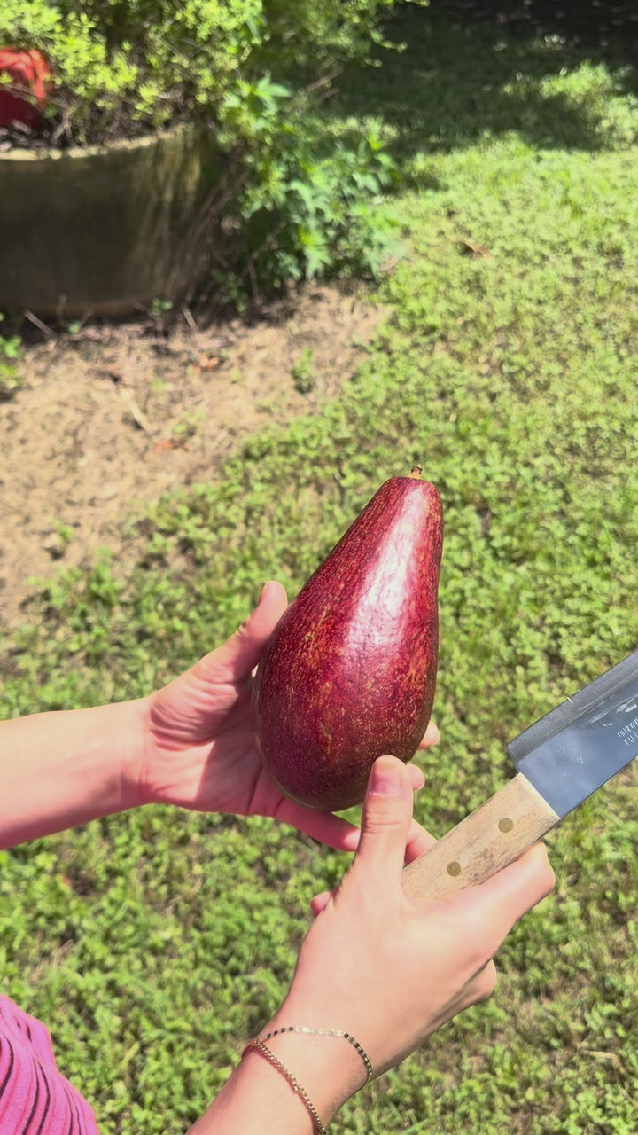 Hardee Avocado "Hardee Red" Box