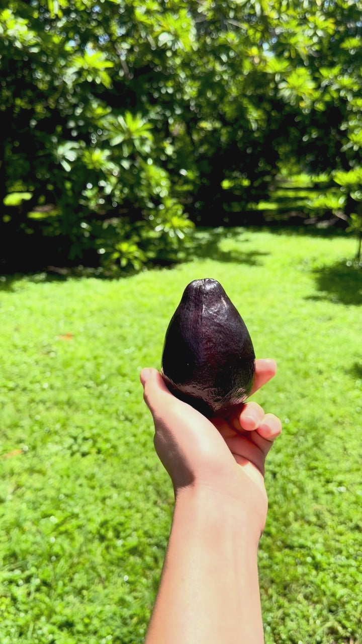 Mexicola Avocado Box