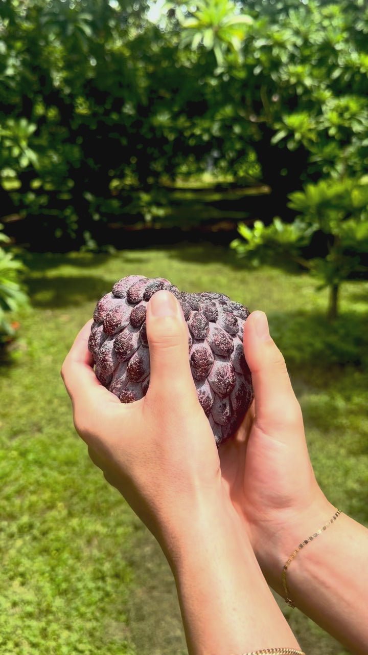 Kampong Mauve Sugar Apple Box